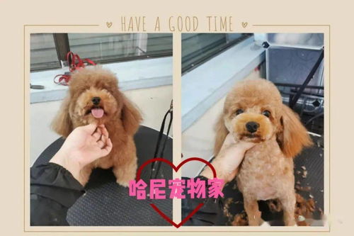 哈尼宠物家三周年店庆 无套路，唯真心，宠爱加倍