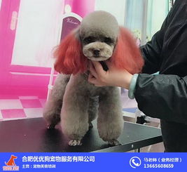 合肥宠物美容培训学费解析 以优优狗为例，助你开启职业新篇章