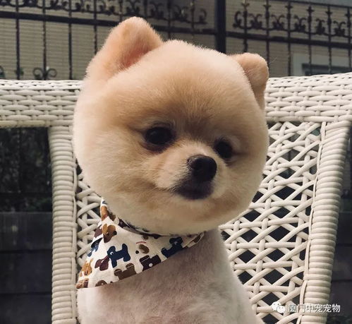 宠物美容师萌系进修精品课程介绍 让每一次造型都成为爱的萌动