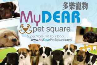 专业宠物美容服务，为您爱宠打造潮流造型——84起享my dear pet square