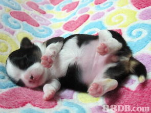 从贵妇狗到全方位宠物生活 解读现代宠物服务生态