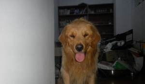 一站式宠爱 乐派宠物生活馆，守护爱宠的健康与美丽