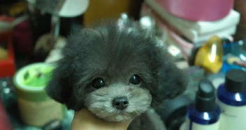 上门宠物美容、洗澡与宠物用品代购 一站式宠物生活管家