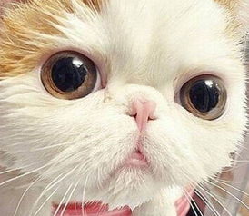 在唐山，给爱宠一个“家”一样的港湾——家庭式寄养与专业美容服务指南