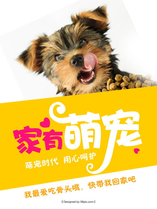 萌宠护理新风尚 解锁宠物店海报设计与美容服务全攻略